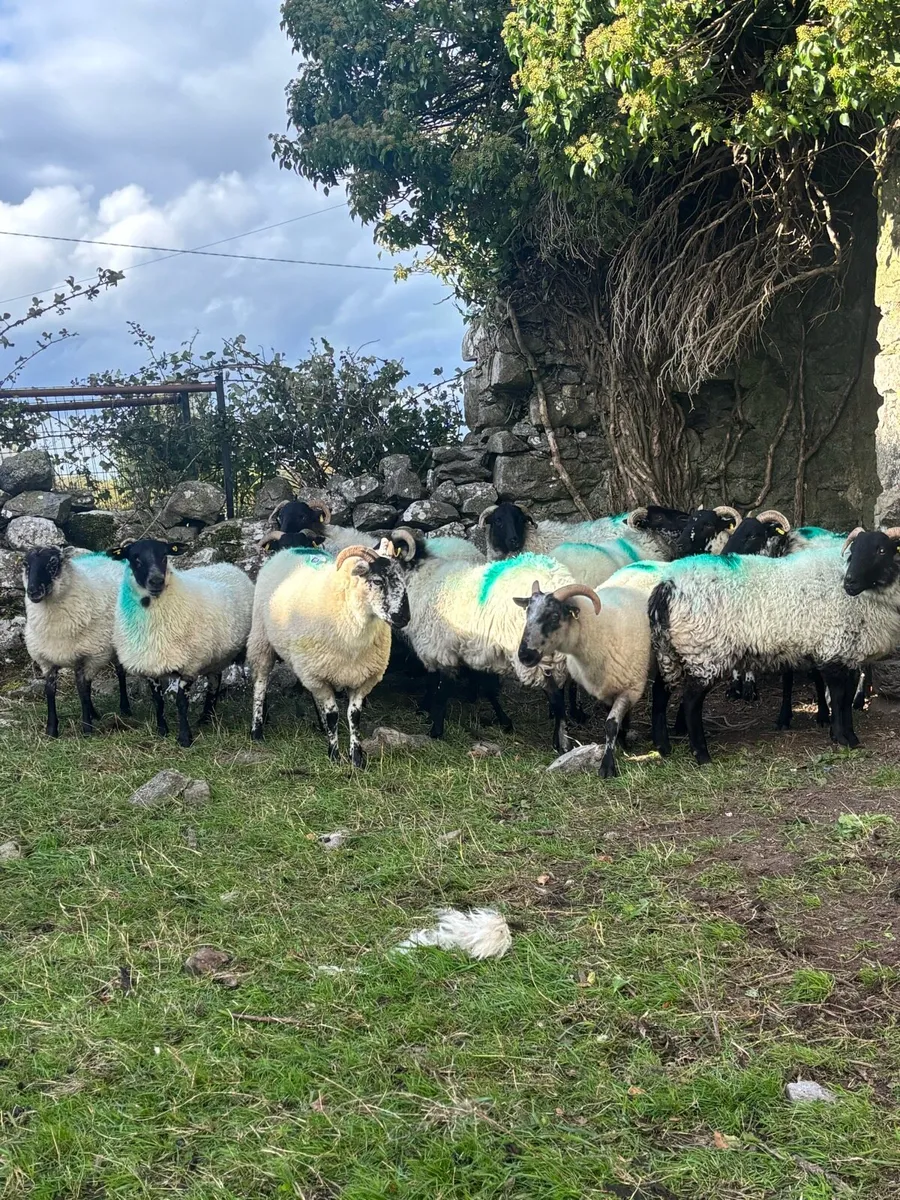 12 horned hogget ewes - Image 1