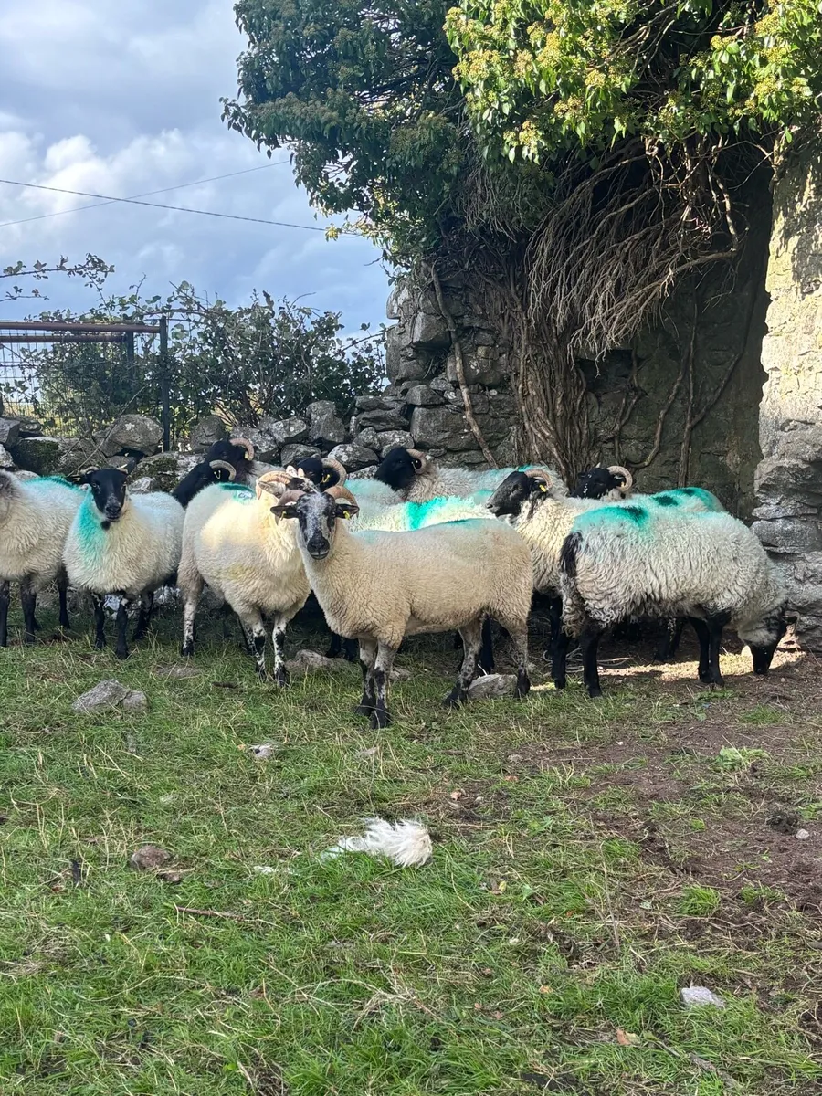 12 horned hogget ewes - Image 2