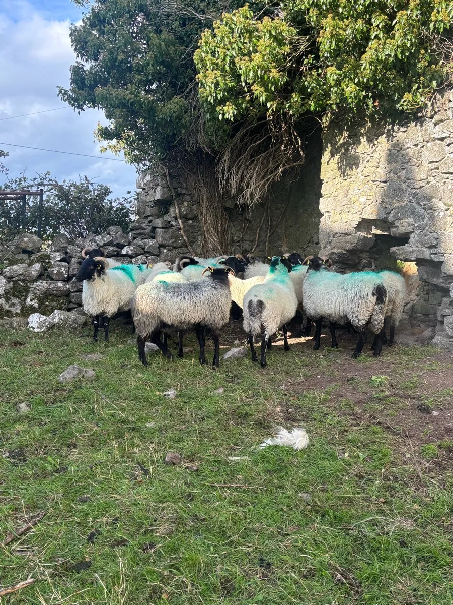 12 horned hogget ewes - Image 4