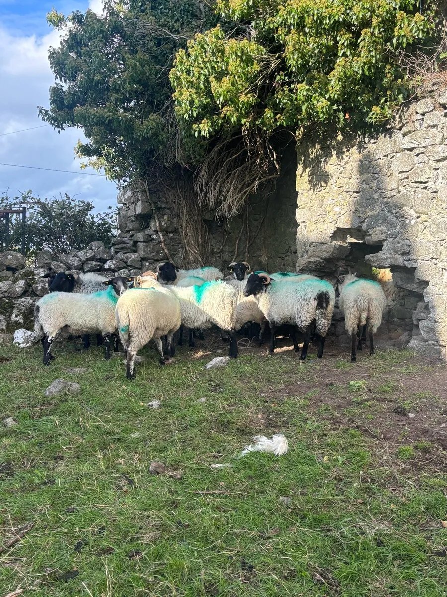 12 horned hogget ewes - Image 3