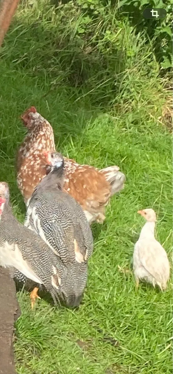 Ducks,laying hens, Guinea fowl, roosters A chicks - Image 4