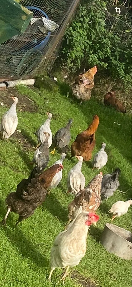 Ducks,laying hens, Guinea fowl, roosters A chicks - Image 2