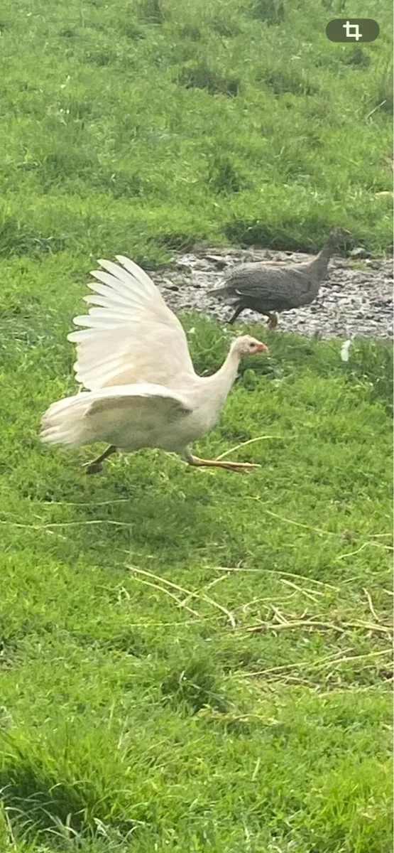 Ducks,laying hens, Guinea fowl, roosters A chicks - Image 3