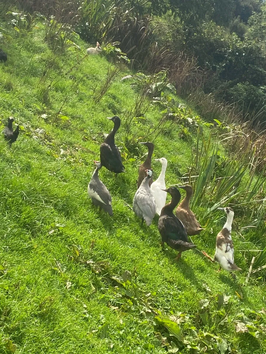 Ducks,laying hens, Guinea fowl, roosters A chicks - Image 1