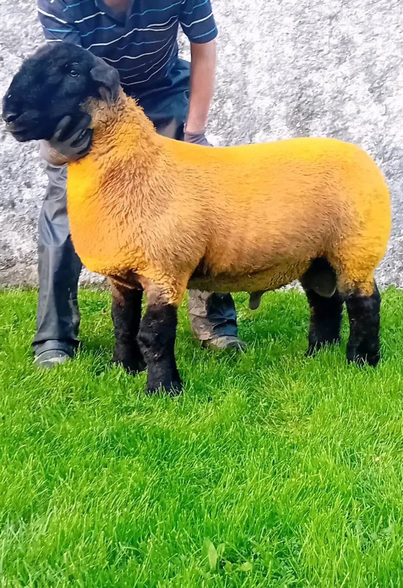 Pedigree Suffolk ram lamb - Image 2