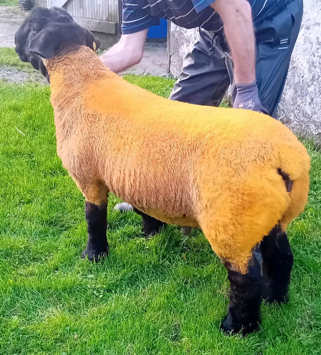 Pedigree Suffolk ram lamb - Image 1