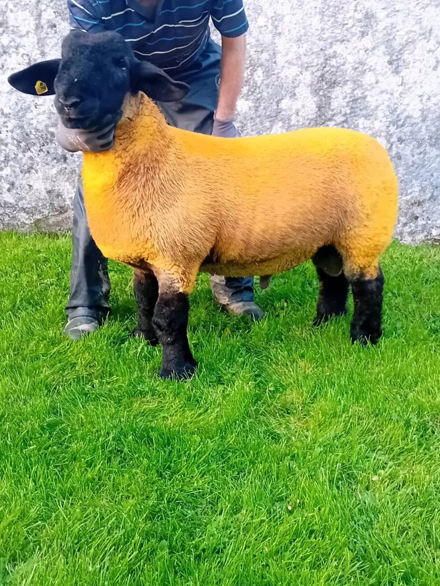 Pedigree Suffolk ram lamb - Image 3