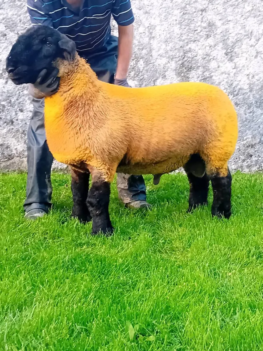 Pedigree Suffolk ram lamb - Image 4