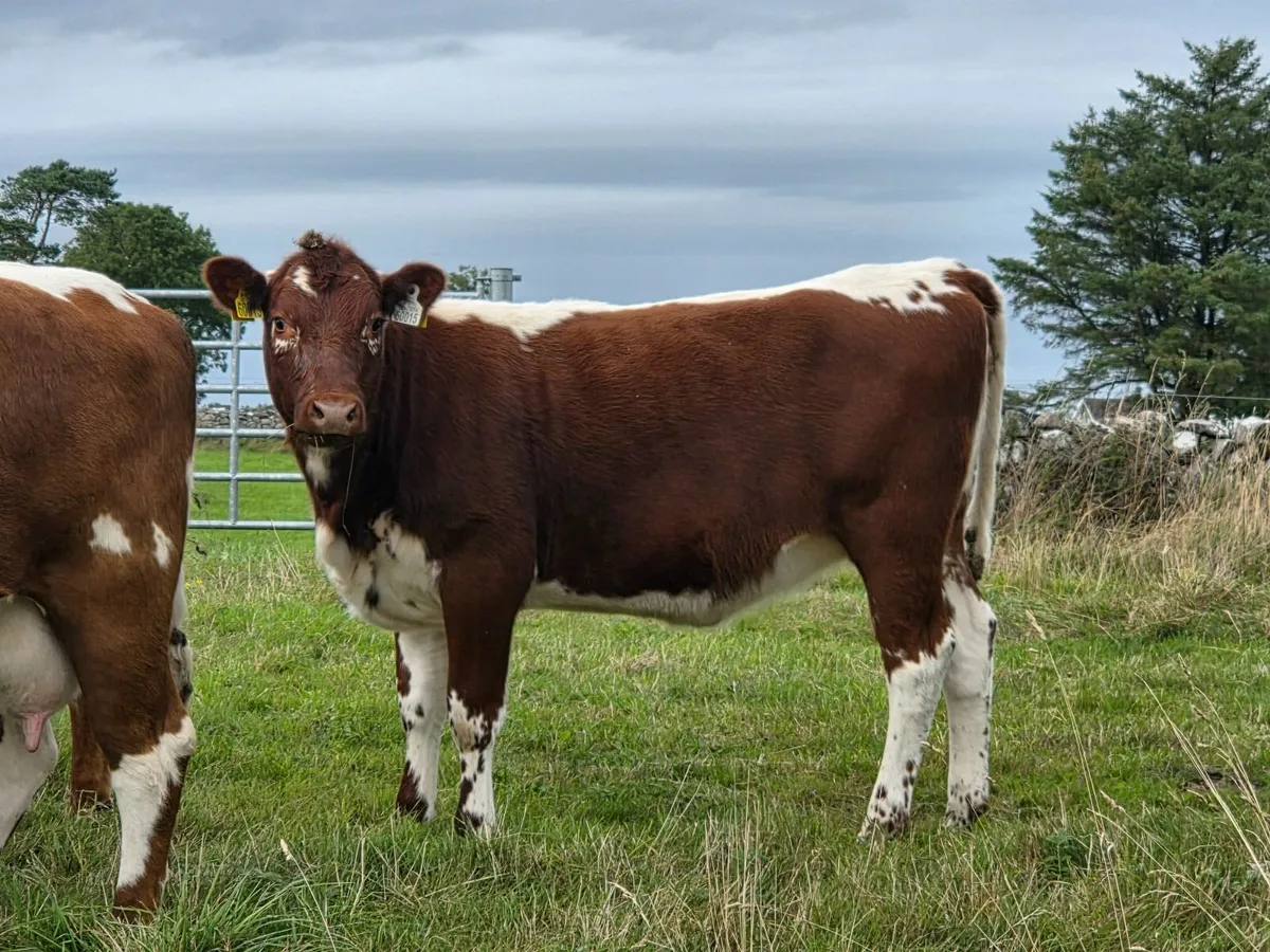 4 Pedigree Organic Irish Moiled Heifers for Sale - Image 1