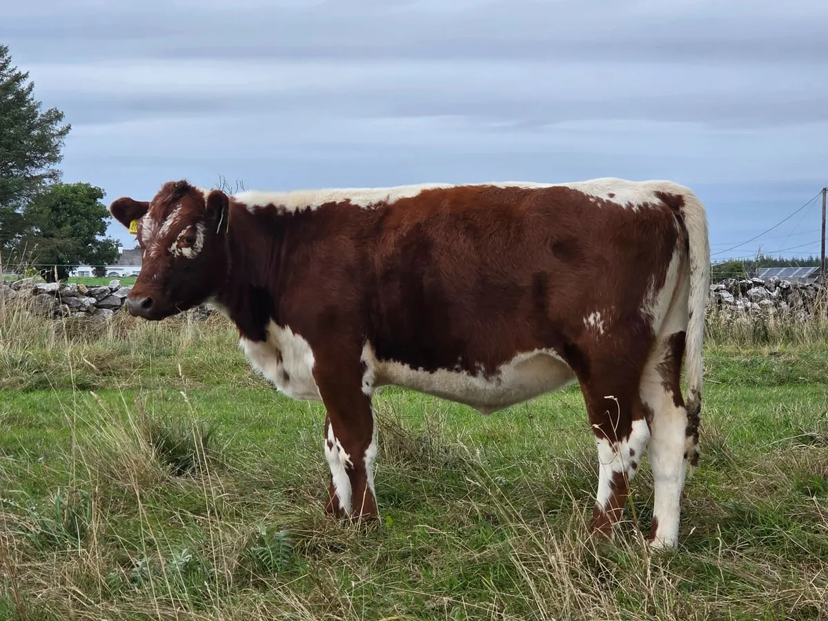 4 Pedigree Organic Irish Moiled Heifers for Sale - Image 2