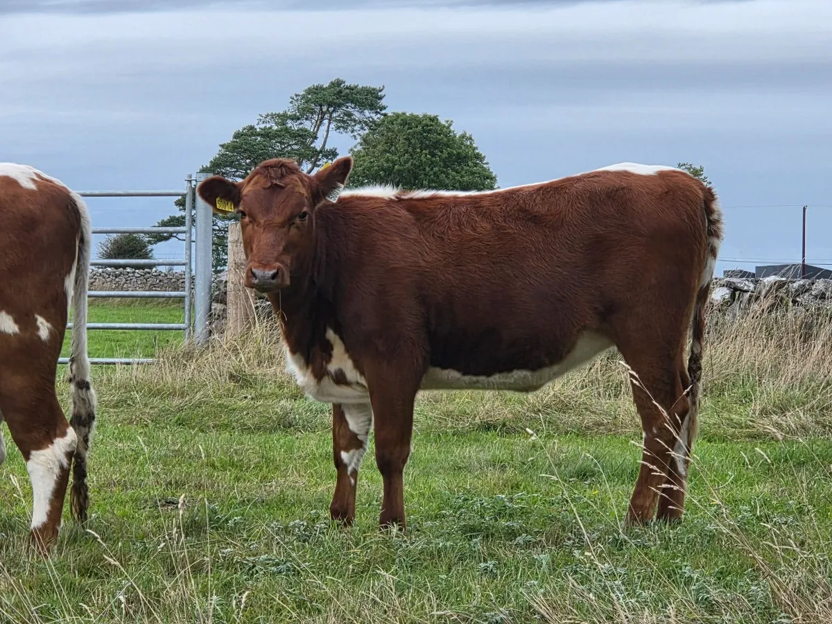 4 Pedigree Organic Irish Moiled Heifers for Sale - Image 3