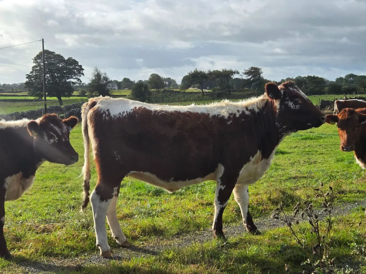 4 Pedigree Organic Irish Moiled Heifers for Sale - Image 4