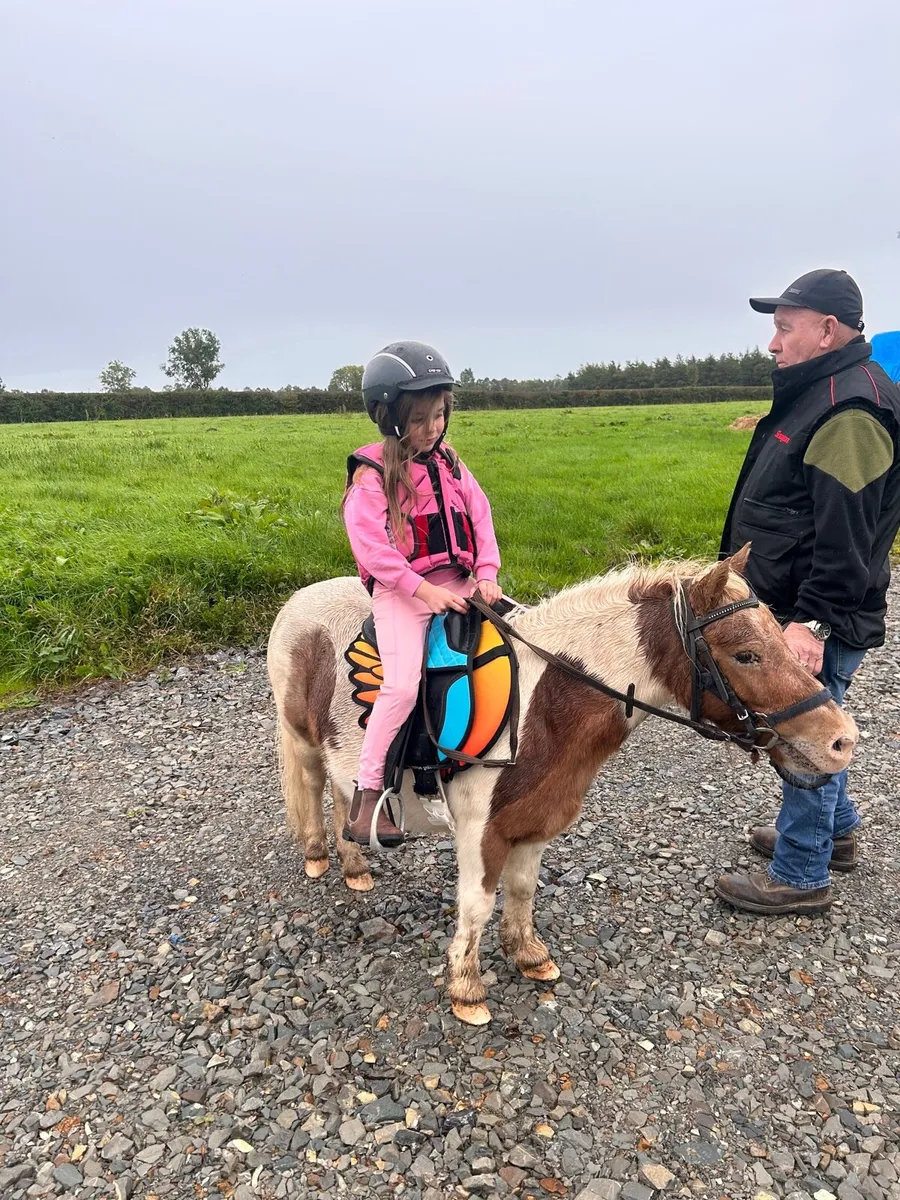 ☘️ Shetland pony for sale ☘️ - Image 3