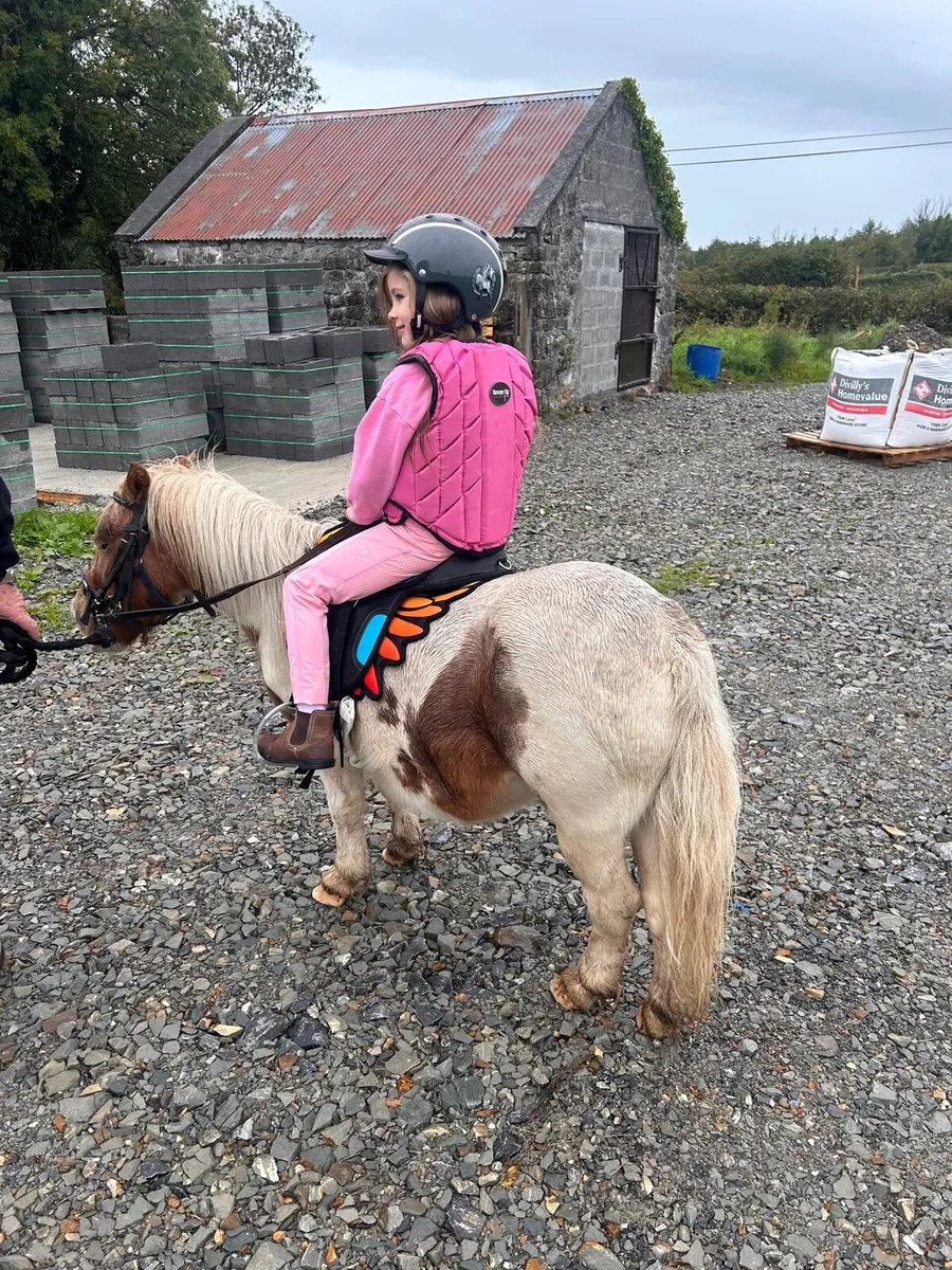 ☘️ Shetland pony for sale ☘️ - Image 4