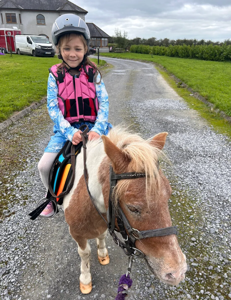 ☘️ Shetland pony for sale ☘️ - Image 1