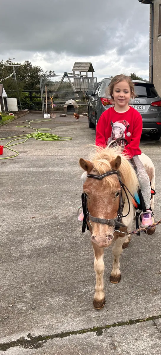 ☘️ Shetland pony for sale ☘️ - Image 2