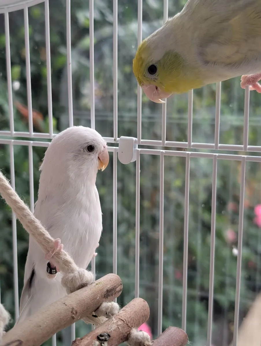 Birds and cages - Image 1