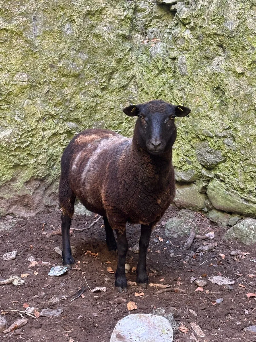 1st crop ewe