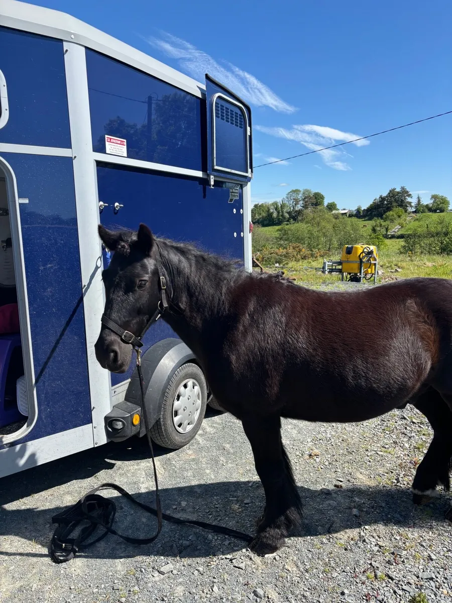 Pony - Image 4