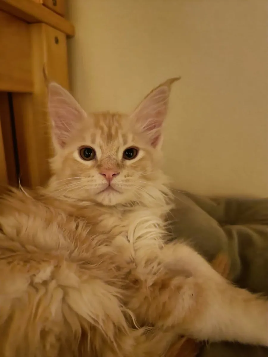 Maine Coon Indi (WCF registered) for sale. - Image 1