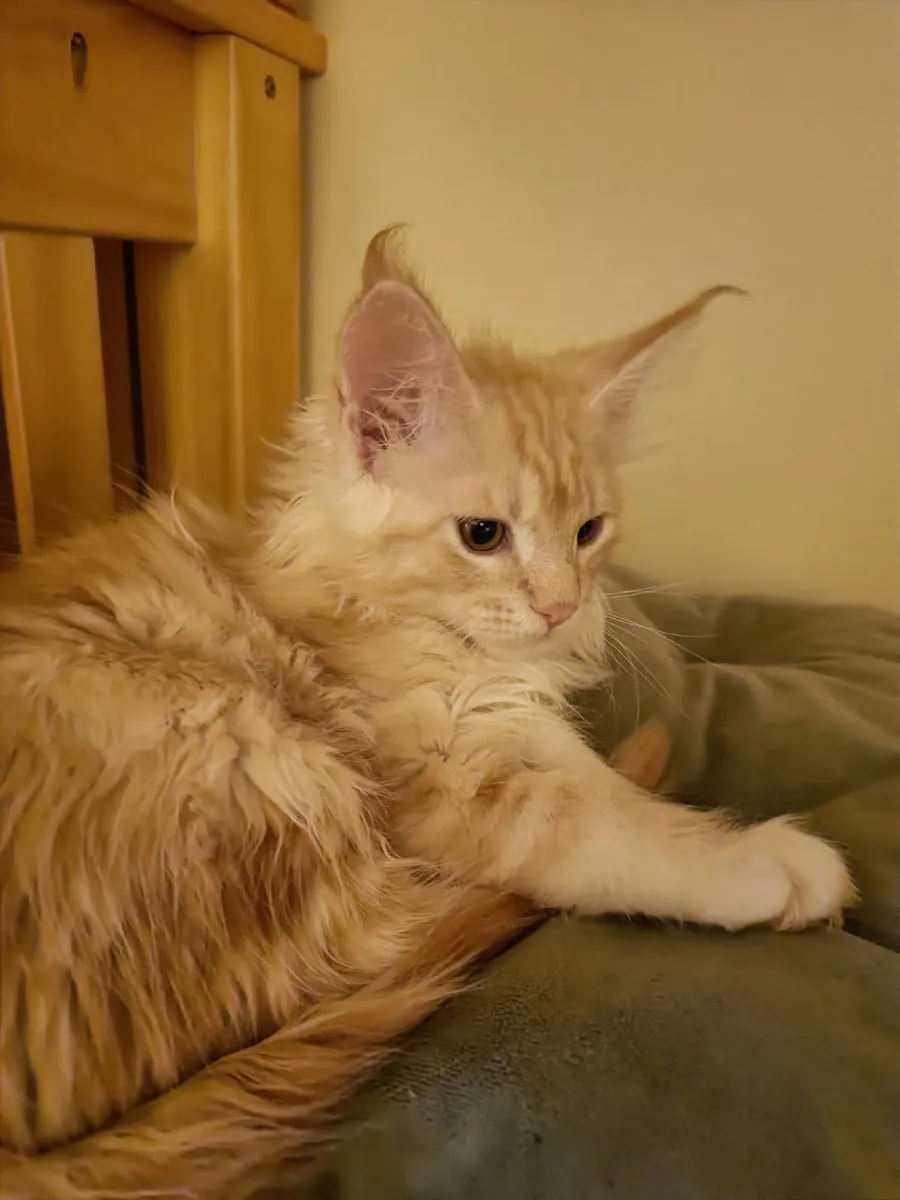 Maine Coon Indi (WCF registered) for sale. - Image 3