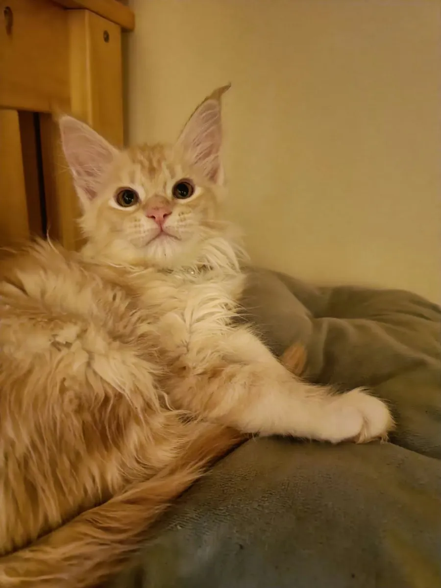 Maine Coon Indi (WCF registered) for sale. - Image 4
