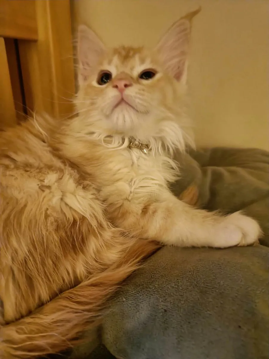 Maine Coon Indi (WCF registered) for sale. - Image 2