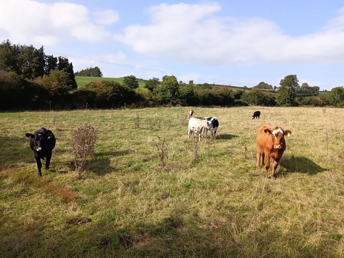 Organic Cattle for sale - Image 1