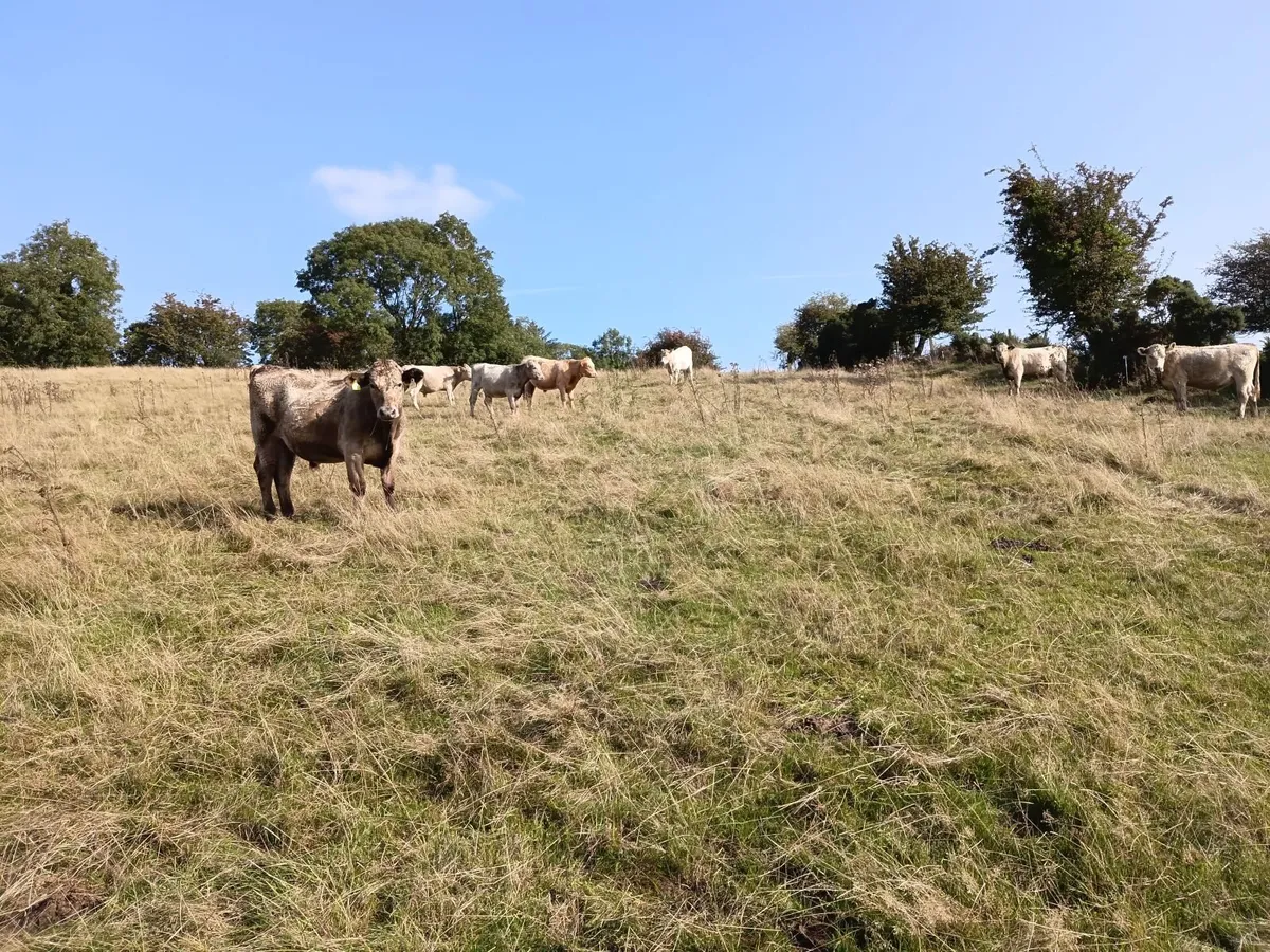 Organic Cattle for sale - Image 2