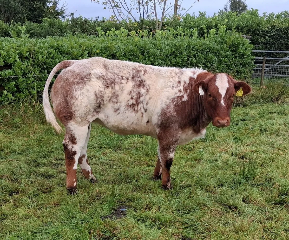 4⭐️ BBx Heifer - Image 1