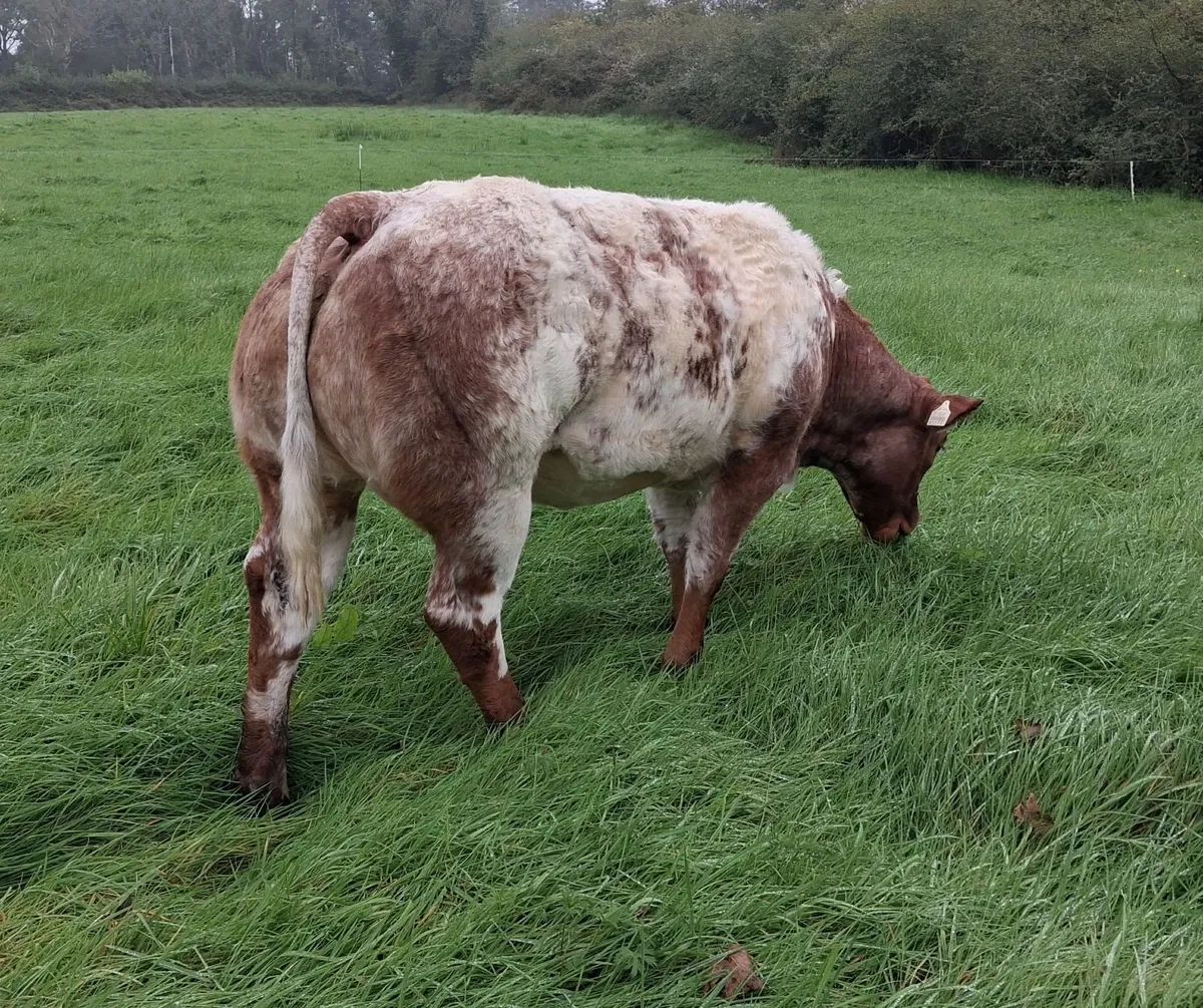 4⭐️ BBx Heifer - Image 2