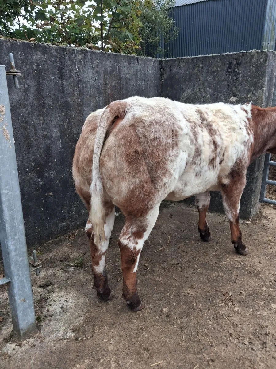 4⭐️ BBx Heifer - Image 3