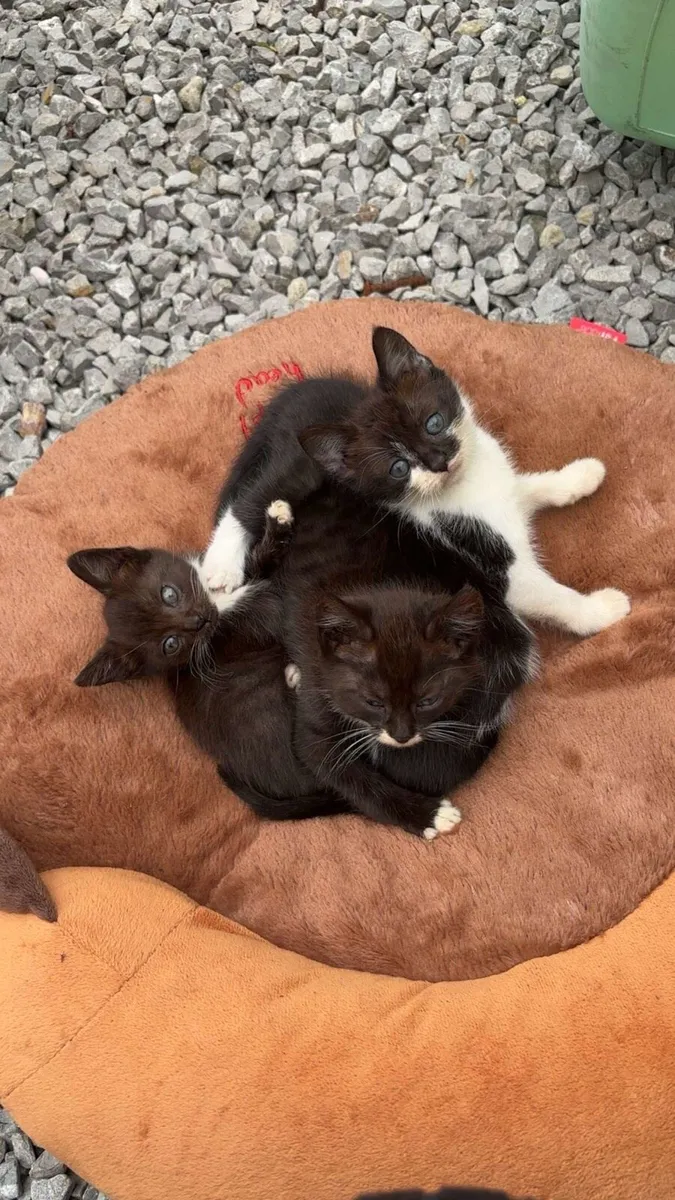 Kittens - Image 2