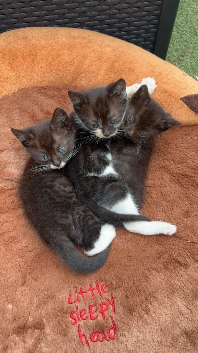 Kittens - Image 1