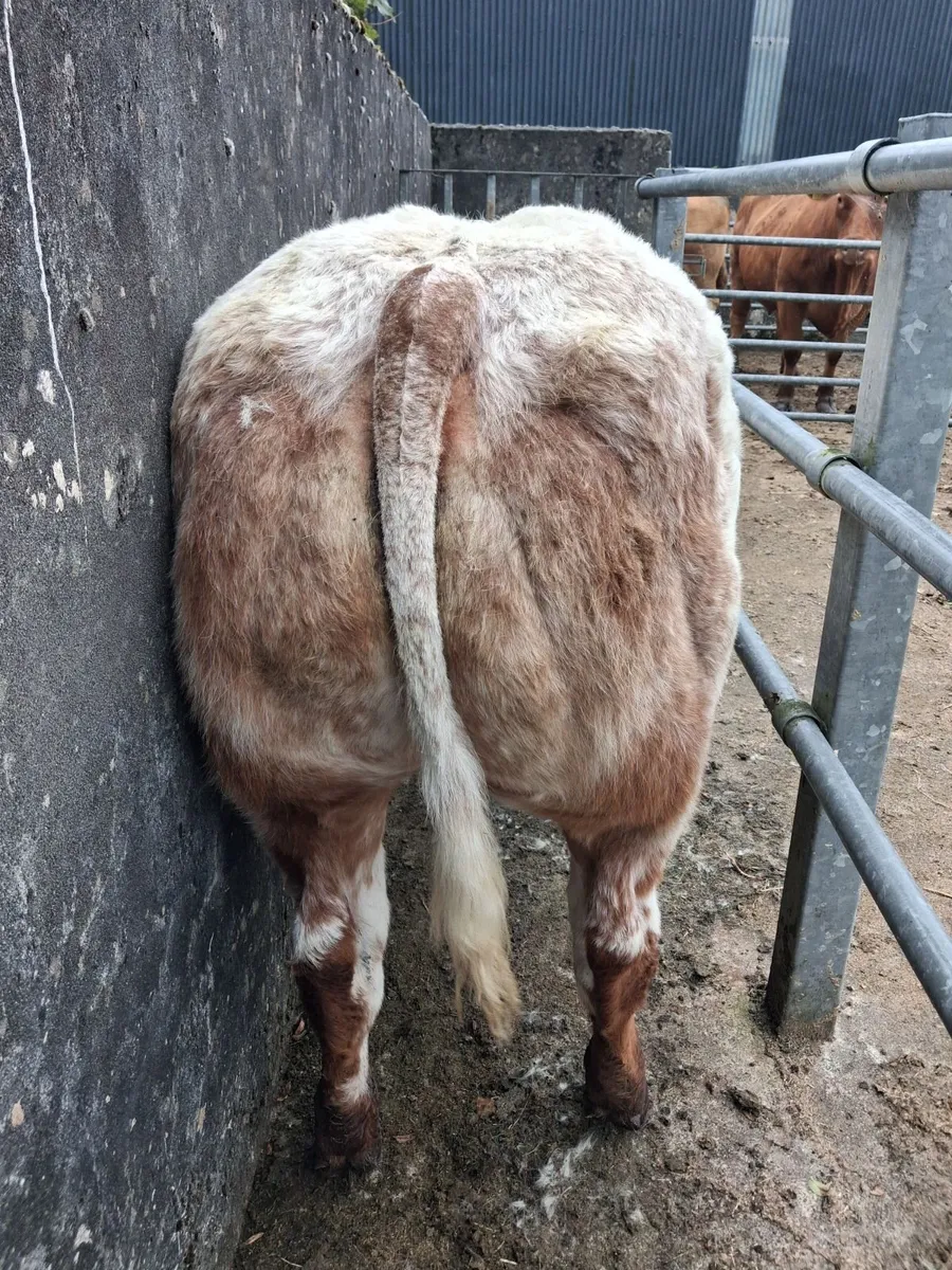 4⭐️ BBx Heifer - Image 4