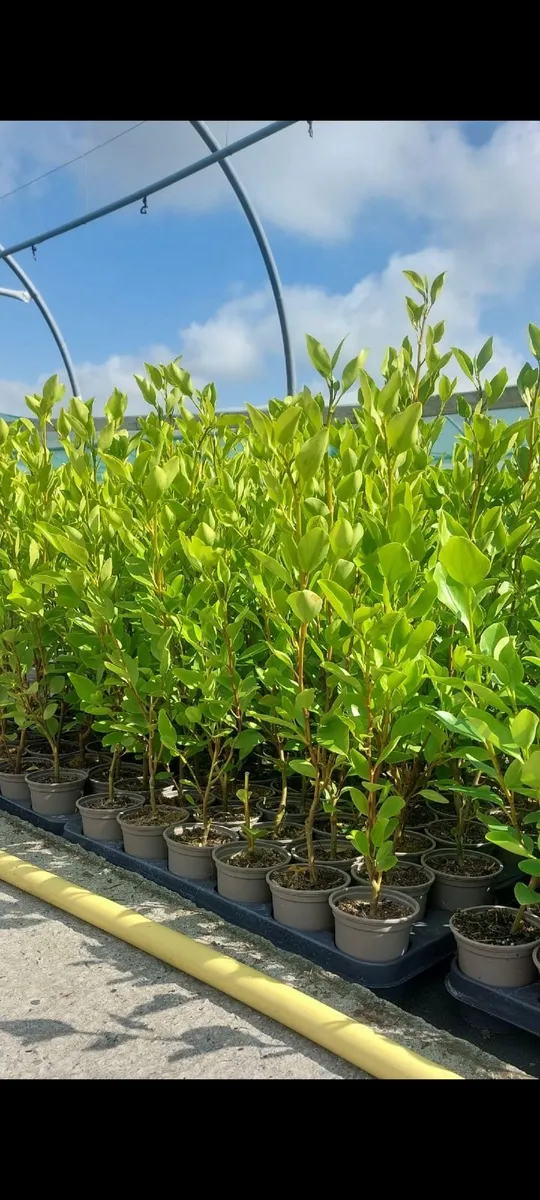 Griselinia Hedging  - 2ft - Image 2