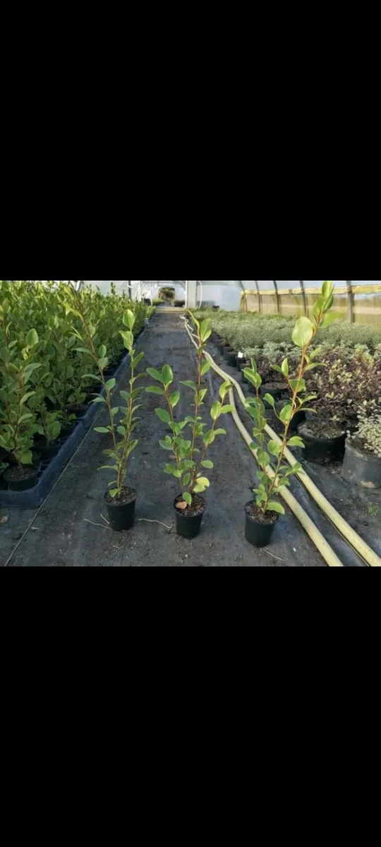 Griselinia Hedging  - 2ft - Image 4