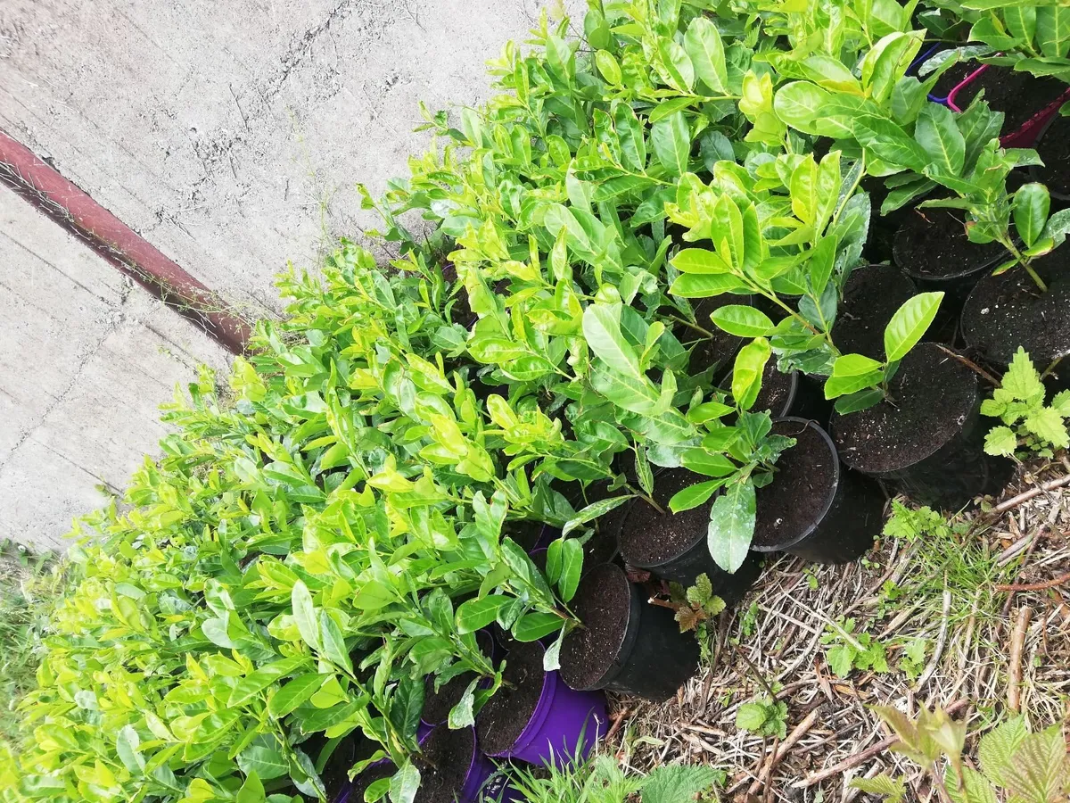 Laurel Hedging