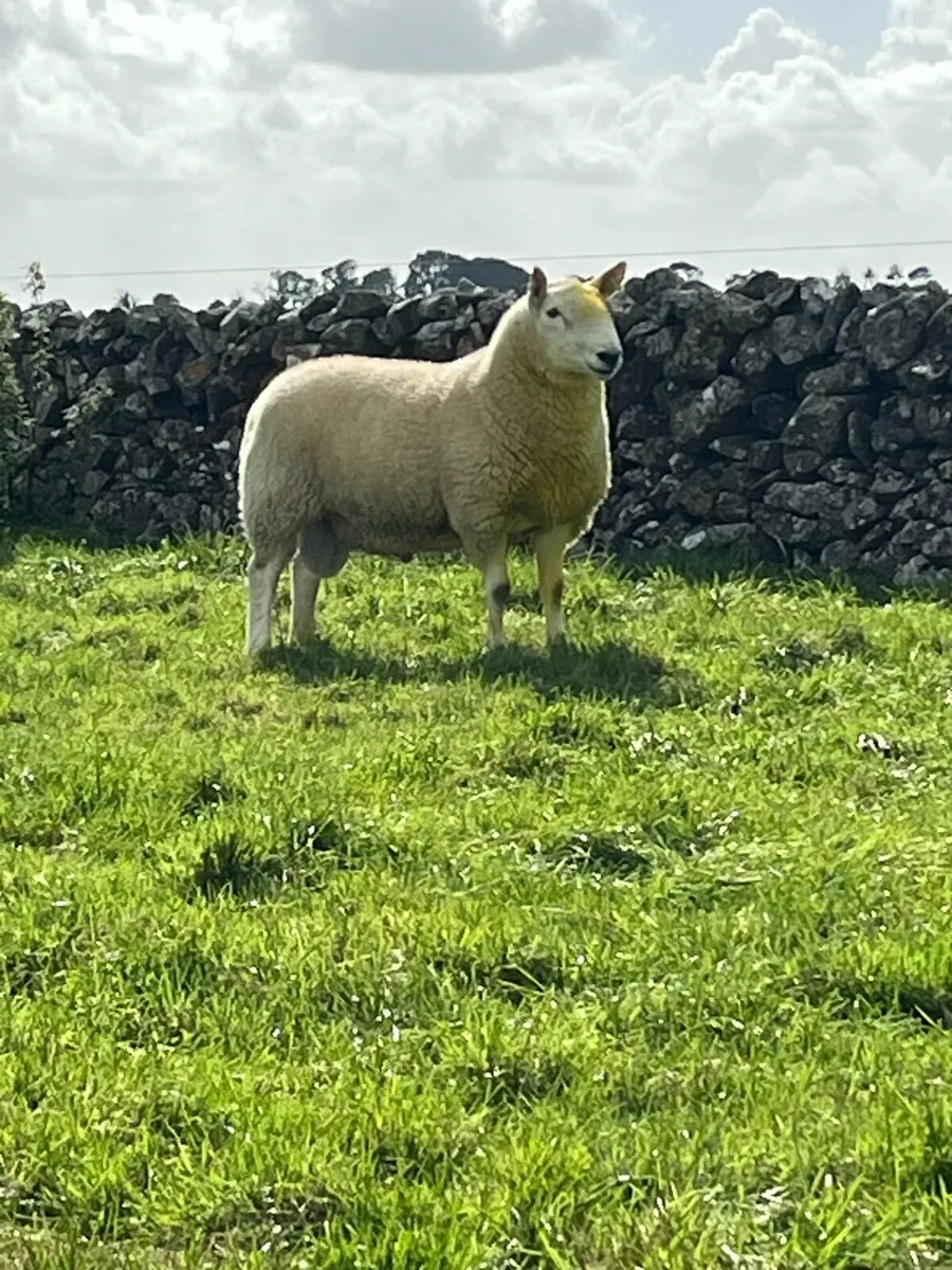 Cheviot hogget Ram - Image 1