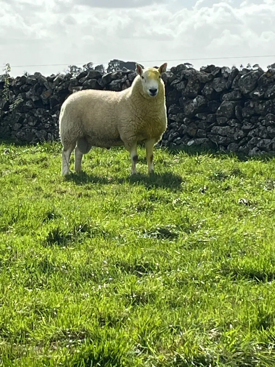 Cheviot hogget Ram - Image 2