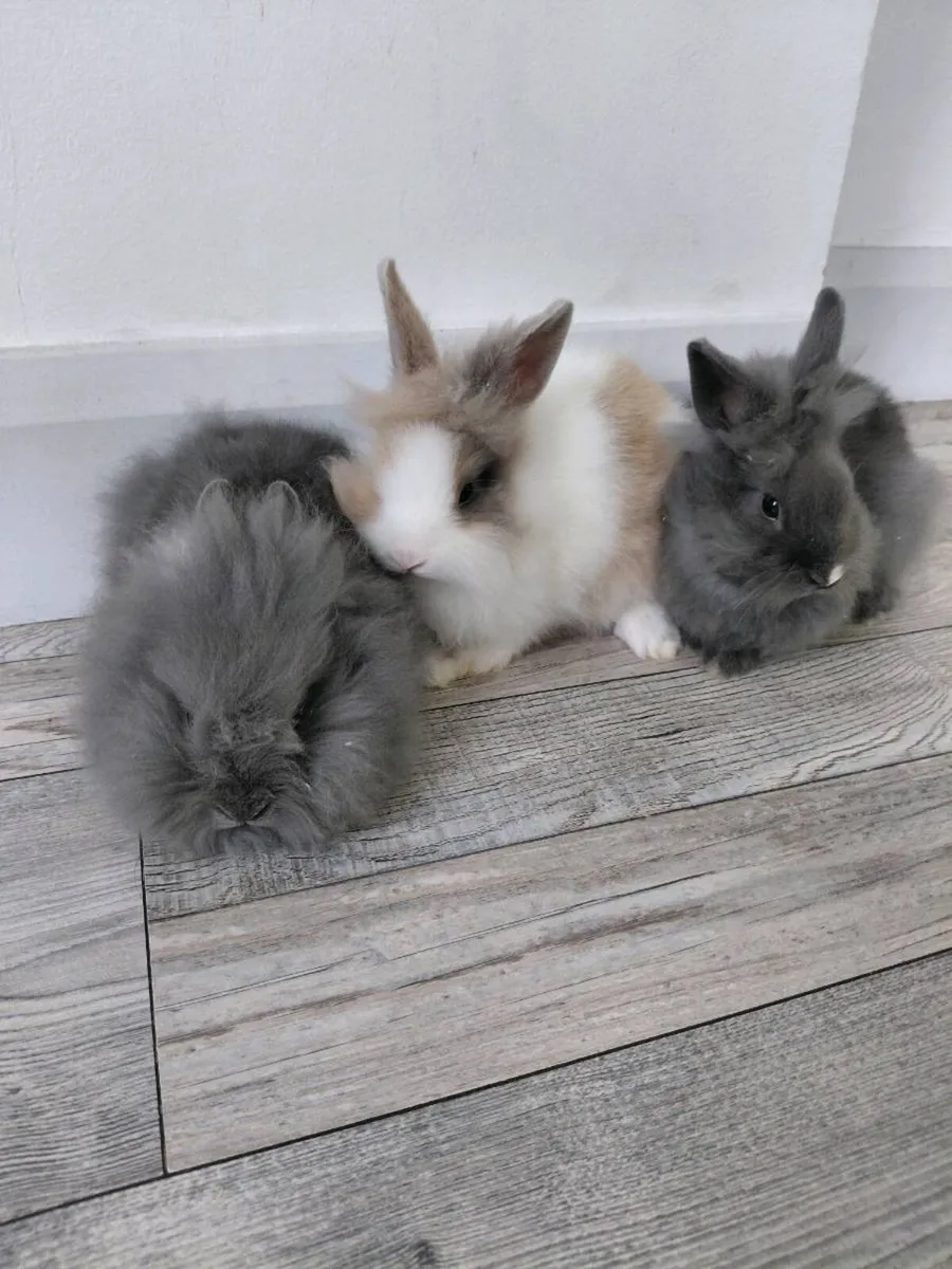 Baby Rabbits - Image 1