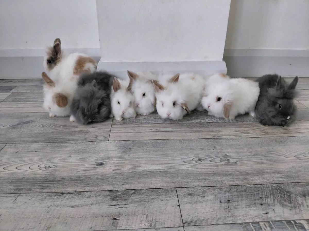 Baby Rabbits - Image 2