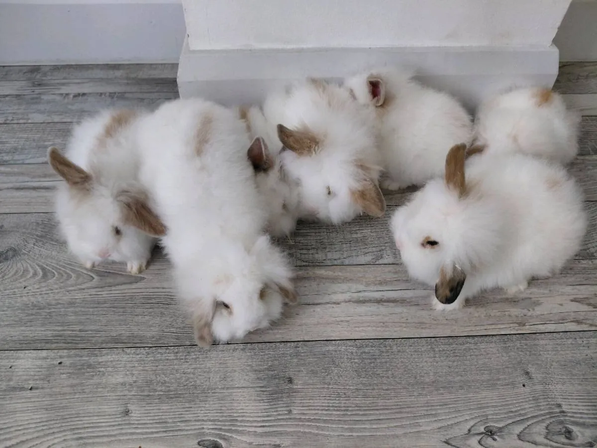 Baby Rabbits - Image 3