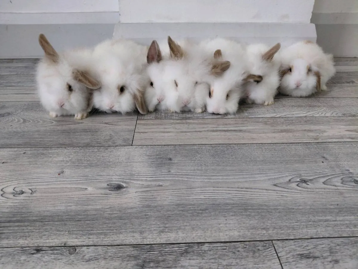 Baby Rabbits - Image 4
