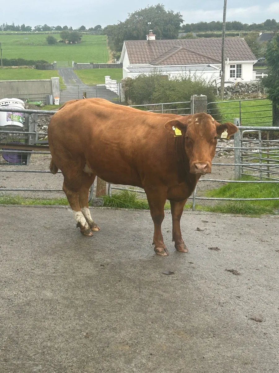 In Calf Heifers Oct 10th Ballinasloe Mart - Image 4