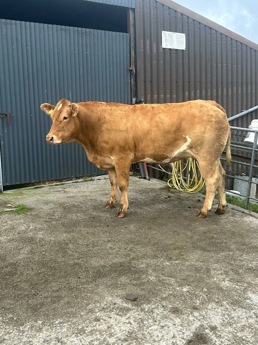 In Calf Heifers Oct 10th Ballinasloe Mart - Image 2