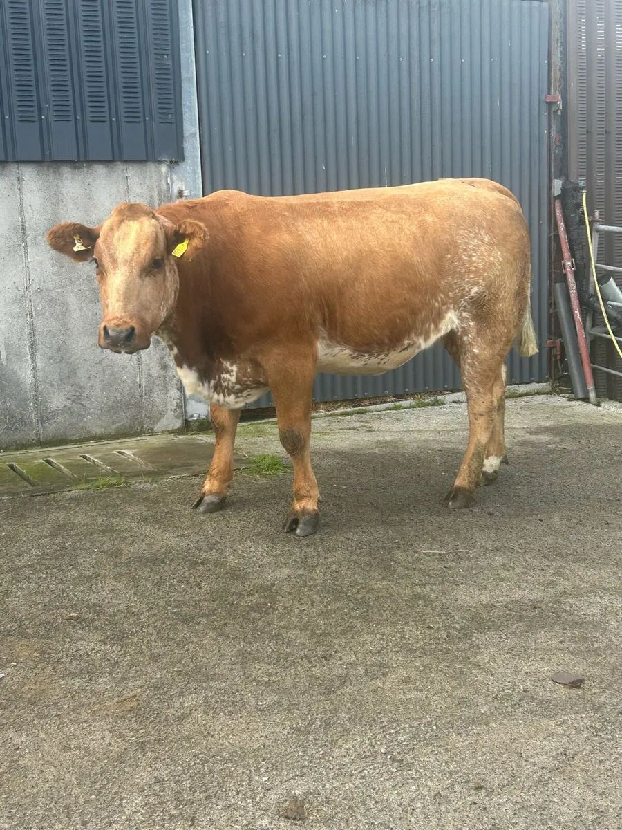 In Calf Heifers Oct 10th Ballinasloe Mart - Image 3