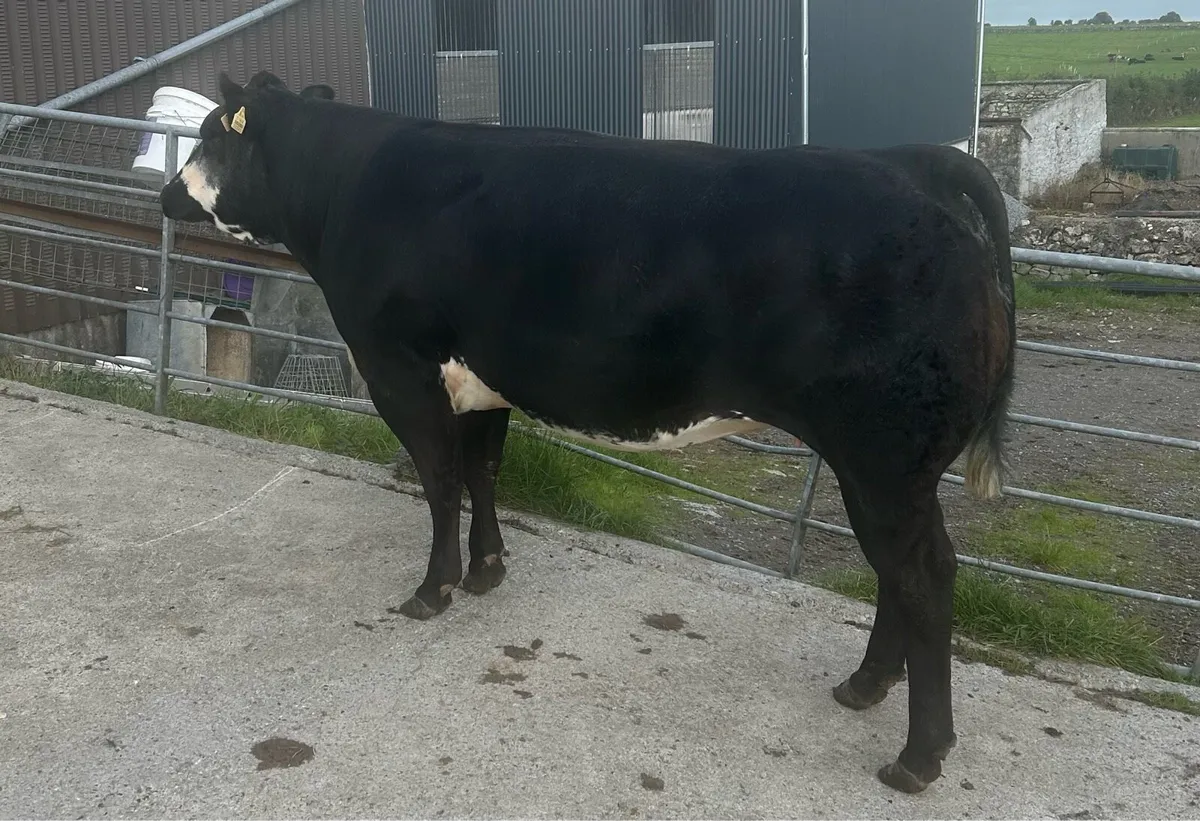 In Calf Heifers Oct 31st Ballinasloe Mart - Image 3