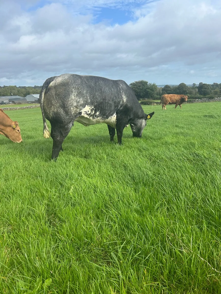 In Calf Heifers Oct 31st Ballinasloe Mart - Image 2