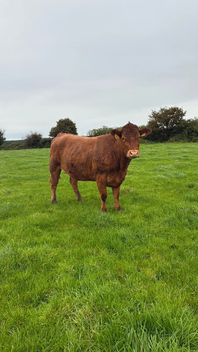 ⭐️5 star In Calf Limousin Heifers⭐️ - Image 1